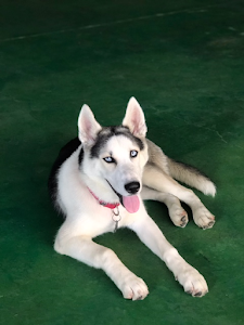 Barking Lodge Pet Resorts place picture